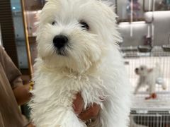 -翊宠yipet猫狗购宠庄园犬舍•猫舍