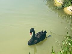 -荷兰花海