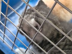 -瑞派·关忠动物医院·猫专科·犬专科(三环新城店)