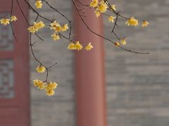 -西安大兴善寺