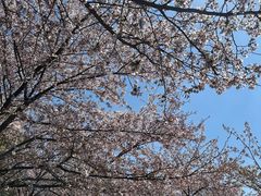 -高东镇樱花园