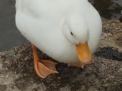 -横道河子东北虎林园
