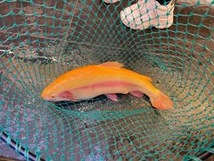 -壹湖两岸·鱼鲜山里菜(东江湖店)