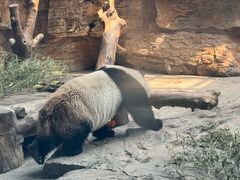 -石家庄市动物园