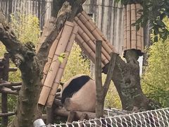 -成都大熊猫繁育研究基地