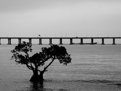 -宝安西湾红树林湿地公园