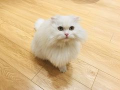-Pets First伊珊娜洗护·精致美容·家庭式寄养(新会路店)