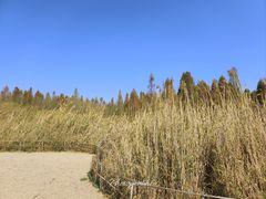 -捞渔河湿地公园