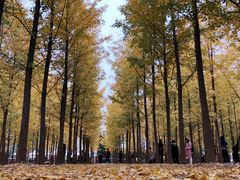 -汉景帝阳陵博物院
