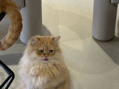 -藏猫猫咖啡主题馆(中央大道店)