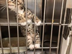 -宠颐生宠物医院·心肾内科·猫专科诊疗中心宠巢店