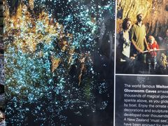 -怀托摩萤火虫洞