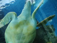 -上海海洋水族馆