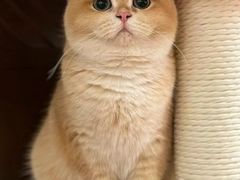 -猫十亿·布偶金渐层·曼基康矮脚猫舍(青年路店)