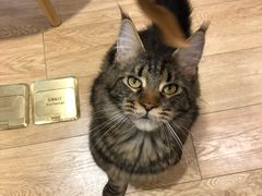 -Pets First伊珊娜洗护·精致美容·家庭式寄养(新会路店)