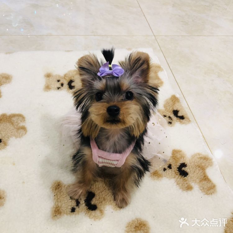 约克夏第一次做美容