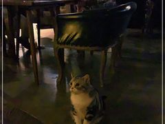 -咖法森林·咖啡  酒吧(天河店)