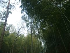 -冶父山国家森林公园