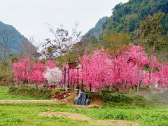 -靖西鹅泉风景区