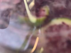 -Yes Lemon就是柠·手打柠檬茶(苏州中心一店)