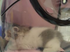 -瑞鹏宠物医院·骨科·猫科·内科(第一中心)