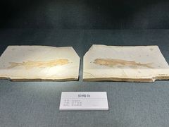 -大连自然博物馆