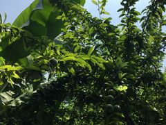 -武汉紫薇都市田园