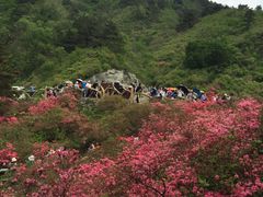 -木兰云雾山