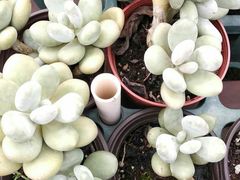-广东花都香草世界旅游度假区