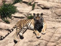 -西霞口神雕山野生动物世界