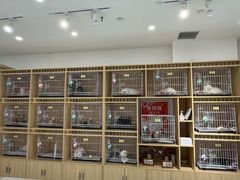 -南京宠物基地·宠物狗宠物猫售卖(南京店)