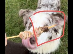 -创凡宠物医院·骨专科  猫科中心(西乡分院)