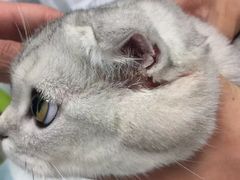 -纳吉亚猫专科动物医院博雅分院