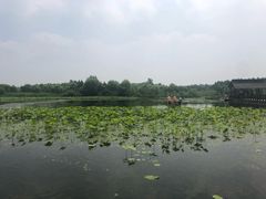 -溱湖国家湿地公园