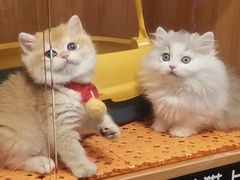 -欣宠猫屋·矮脚拿破仑·蓝金金渐层