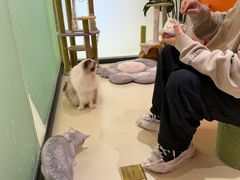 -三花喵·撸猫购宠·宠物生活馆(虹桥南丰城店)