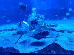 -烟台海昌鲸鲨海洋公园