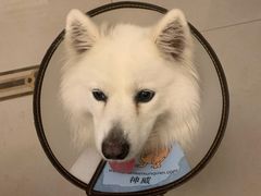 -喜多萌中农锦绣动物医院24H·猫科·牙科MRI·CT