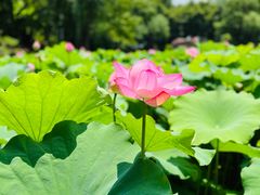 -陈家山荷花公园