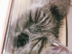 -屋虎猫馆(宝安大仟里店)