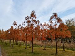 -同里国家湿地公园
