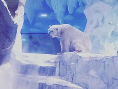 -芜湖新华联大白鲸海洋公园