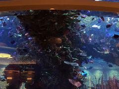 -迪拜帆船酒店海底餐厅