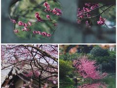 -杭州植物园