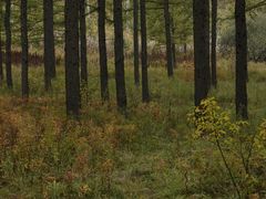 -塞罕坝国家级自然保护区