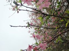 -天适樱花悠乐园