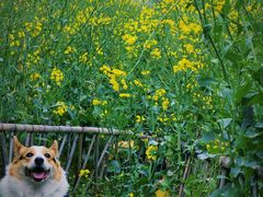 -国际非物质文化遗产博览园