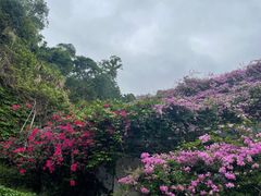 -深圳仙湖植物园