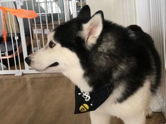 -Husky Go! 哈士奇体验馆·宠物咖啡厅狗咖