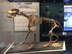 -北京周口店北京人遗址博物馆